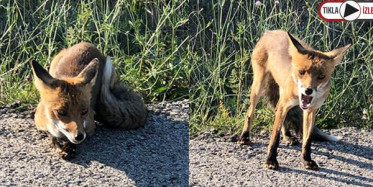 Öğretmenin Tilkiyle Gülümseten Diyaloğu