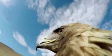 Tilki Avlayan Altın Kartal