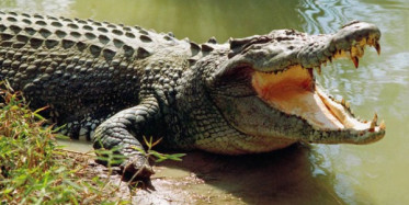 Timsah ile Vahşi Köpek Kapıştı Arada Kalana Bakın Ne Oldu!