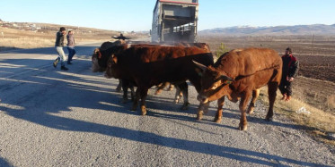 Tır Devrildi, Boğalar Yollara Kaçtı
