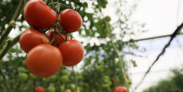 Tohumu Bile Zarar Veriyor! 'İsrail Virüsü' Domatesin Koronası Oldu