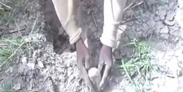 Toprak Altında Yaşayabilen Balık