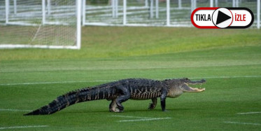 Toronto'da Futbol Takımının Sahasını Timsah Bastı
