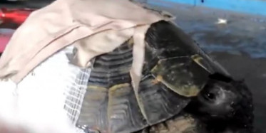 Kaporta Ustası  İki Kişi Kaplumbağayı Ameliyat Etti