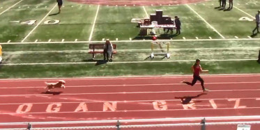 Tribünden Atlayan Köpek Atletizm Yarışmasını Önde Bitirdi