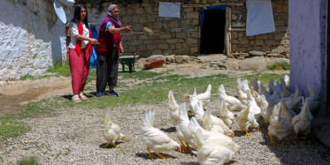 Tunceli'de Hayırseverler Köylere Canlı Tavuk Dağıttı