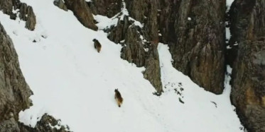 Tunceli'de Kış Uykusundan Uyanan Ayılara Drone ile Takip
