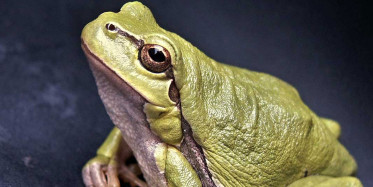 Türkiye'de korku filmlerini aratmayacak olay! Musluktan kurbağa çıktı görenler gözlerine inanamadı