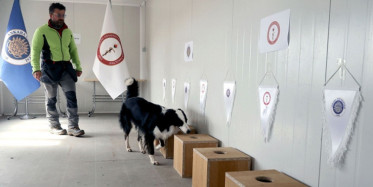 Türkiye'nin İlk Kovid-19 Teşhisi Yapan Köpeği: Zippo