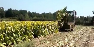 Tütün Hasadı Harika