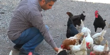 Bu Tavuklar Yeşil Yumurtluyor