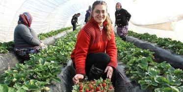 Üniversite Mezunu 22 Yaşındaki Kız Altın Değerinde Çilek Üretimine Başladı