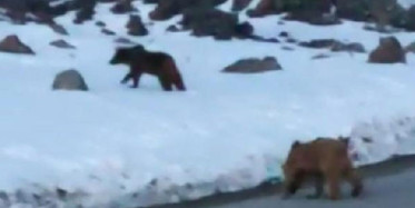 Van'da Bir Mahalleye Ayı Sürüsü İndi