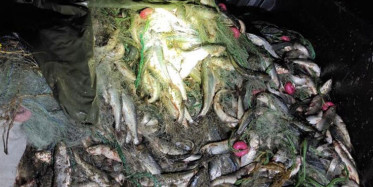 Van’da Kaçak İnci Kefali Avlayan 8 Kişi Yakalandı