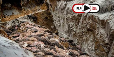 Mutasyon Korkusuyla Telef Edilen Vizonların Yakılmasına Karar Verildi!