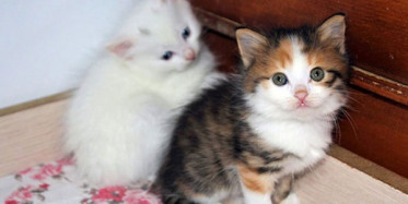 Van Kedilerine Renkli Kardeş Sürprizi