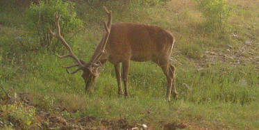 Yaban Hayatı Fotokapanla Afyonkarahisar'da Görüntülendi