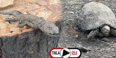 Hatay'daki Orman Yangınında Hayvanlar Telef Oldu