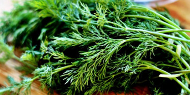 Dereotunun Vücuda Müthiş Etkileri