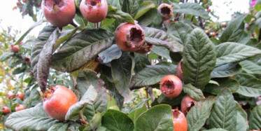 Muşmulanın Sağlığımıza Faydaları