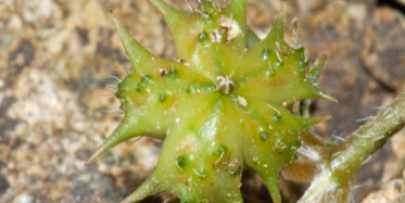 Çoban Çökerten Bitkisinin Faydaları