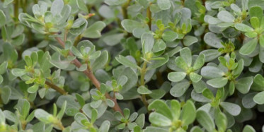 Sıfır Kalorili Semizotunun Faydaları