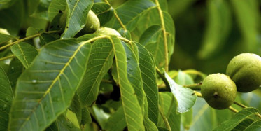 Ceviz Yaprağı Çayının Faydaları