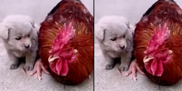 Yavru Köpek ve Horozun Sevimli Anları