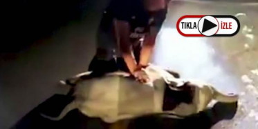 Taylan'da Motosiklet Çarpan Fil Kalp Masajıyla Kurtuldu