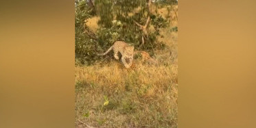 Yemek Kavgası Yapan Aslan ve Leopar Ağaçtan Düştü