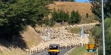 Yeni Zelanda’da Üç Bin Kuzu Köprüyü Trafiğe Kapattı