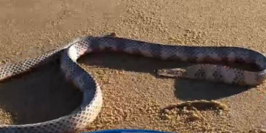 Sahilde Başsız Yılan Vatandaşa Saldırdı!