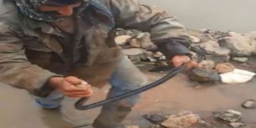 Siverekli Çoban, Taşların Arasında Sıkışan Yılanı Kurtardı