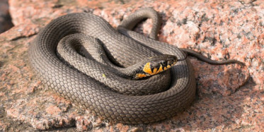 Tüyleri Diken Diken Eden Yılanlar