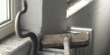 Balıkesir'de Okulda Çıkan Yılan