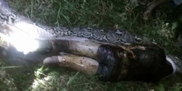 Pitonun İçinden Öyle Bir Şey Çıktı ki!