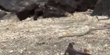 Yılanların Mahallesine Düşen İguananın Zorlu Mücadelesi!