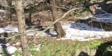 Yiyecek Arayan Bozayı Cep Telefonu ile Böyle Görüntülendi