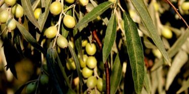 Zeytin Yaprağının Faydaları