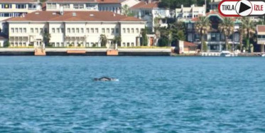 Onlarca Yunusun İstanbul Boğazı'ndan Geçiş Anı