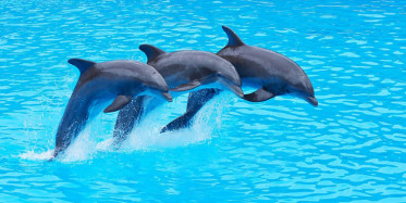 Yunusların Deniz Keyfi Havadan Görüntülendi!