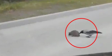 Zekasıyla Konuşulan Karga, Görenleri Bir Kez Daha Kendine Hayran Bıraktı