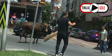 Zeytinburnu’nda Yola Atlayan Kurbanlık Dana Ortalığı Birbirine Kattı! O Anlar Kamerada